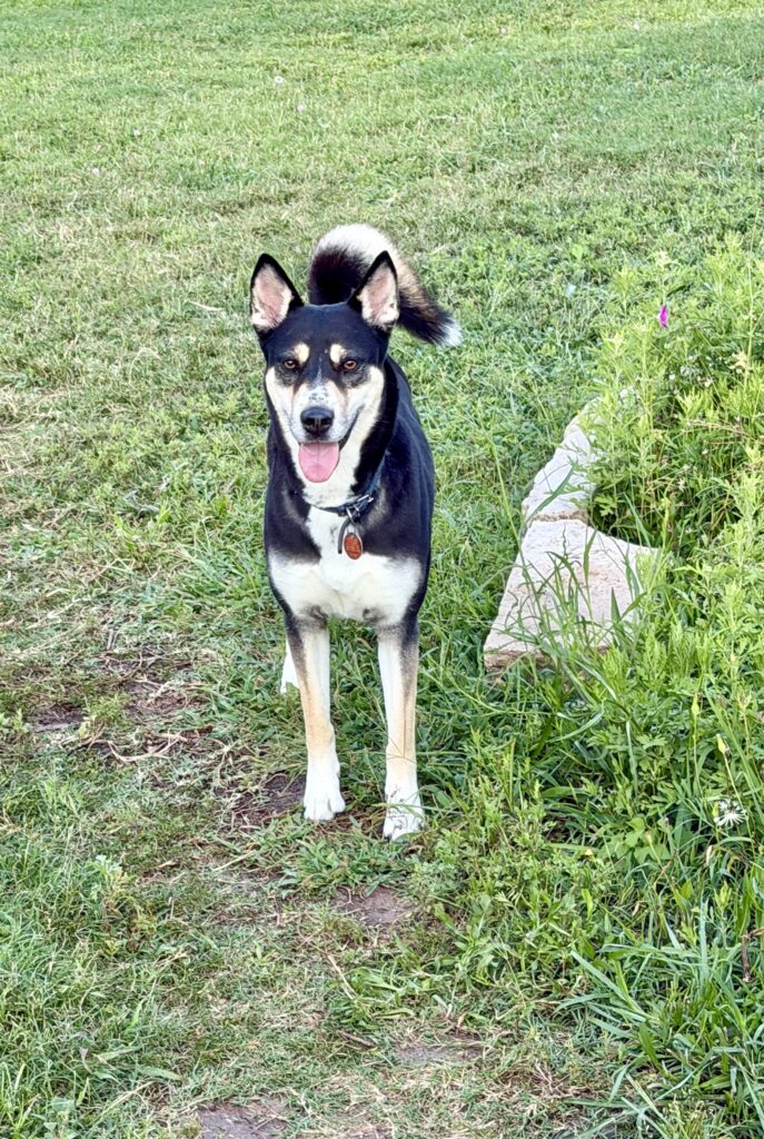 Honey the Hygge Hound, black, white, and tan dog with curly tail and tongue out standing in grass
