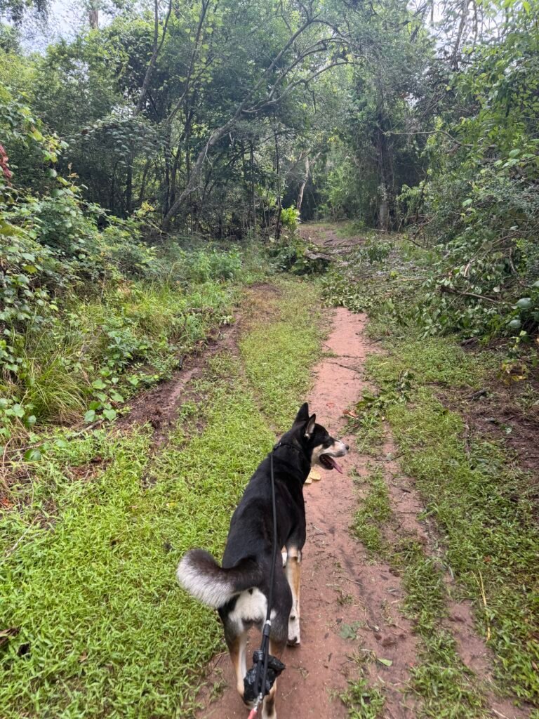 Photo of black and white dog walking on a path surrounded by green grass and trees